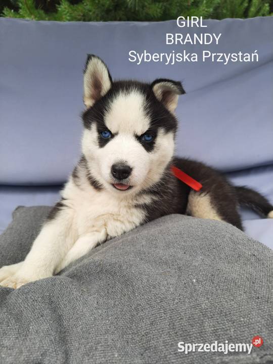 Syberian Husky Husky łódzkie Lututów sprzedam
