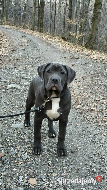 Alano Espanol suczka Świdnica Polska sprzedam