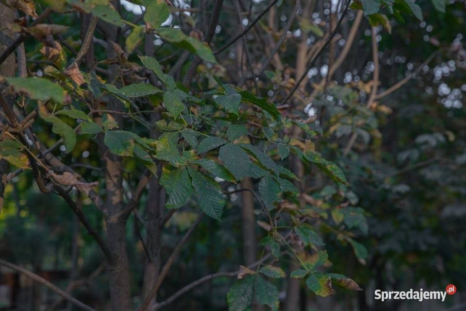 Kasztanowiec biały Aesculus hippocastanum 150200