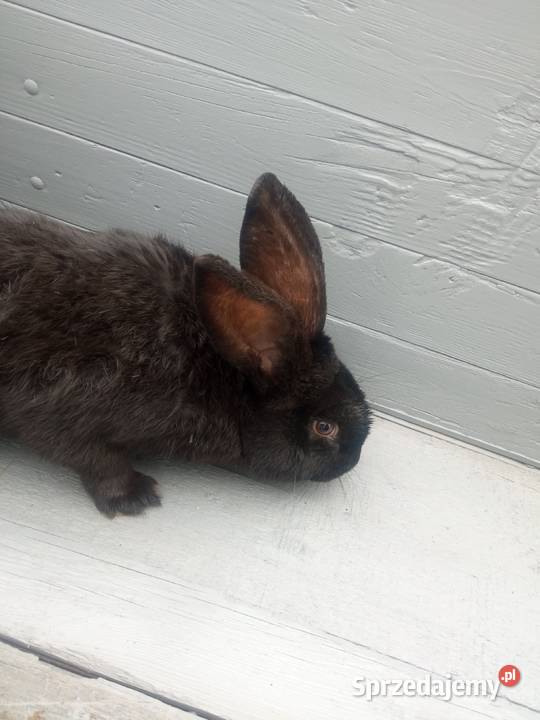 Króliki mieszance srokacz niemiecki młode biało wielkopolskie Ryczywół