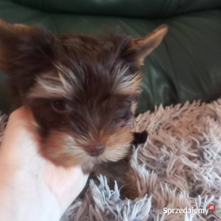 Piesek chocolate Yorkshire Terrier z rodowodem Lublin