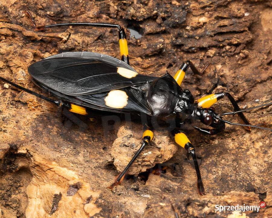 Platymeris biguttatus pluskwiaki dwuplame różne sprzedam