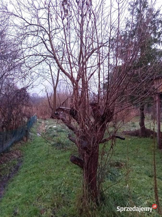 Sprzedam działkę ROD Kalina Zawilcowa z domkiem Lublin