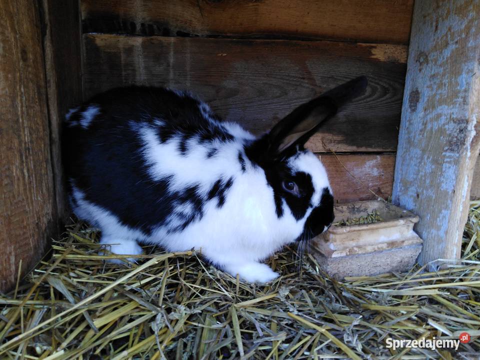 Srokacze Czarne Króliki Rasowe Samiczki i Samce