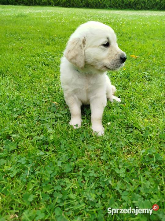Golden retriever szczeniaki