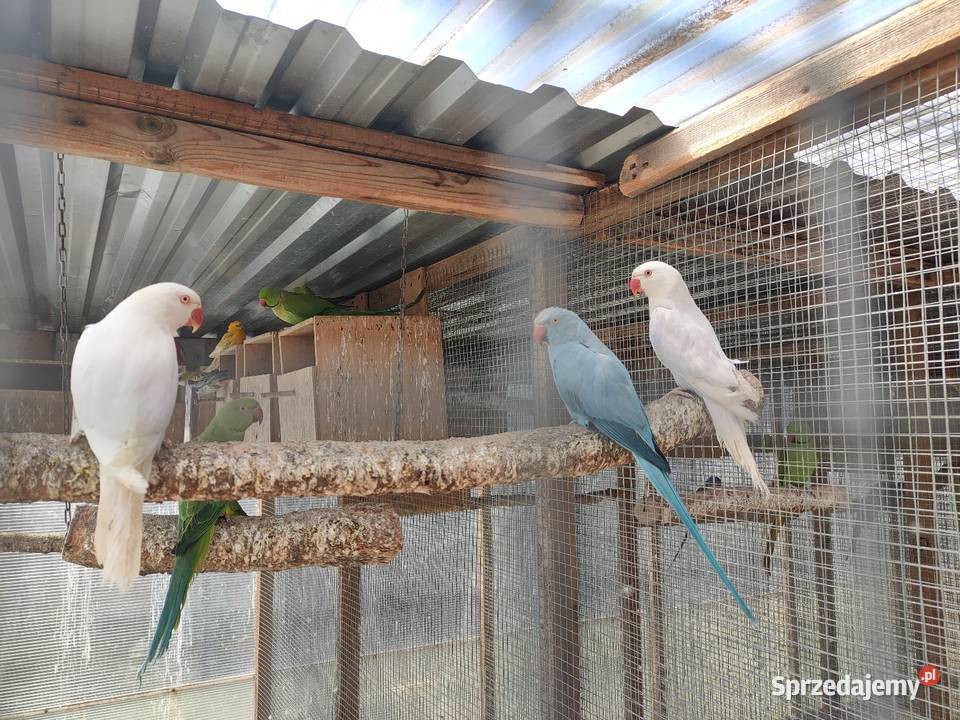 Aleksandretty obrozne i inne papugi Bełchatów