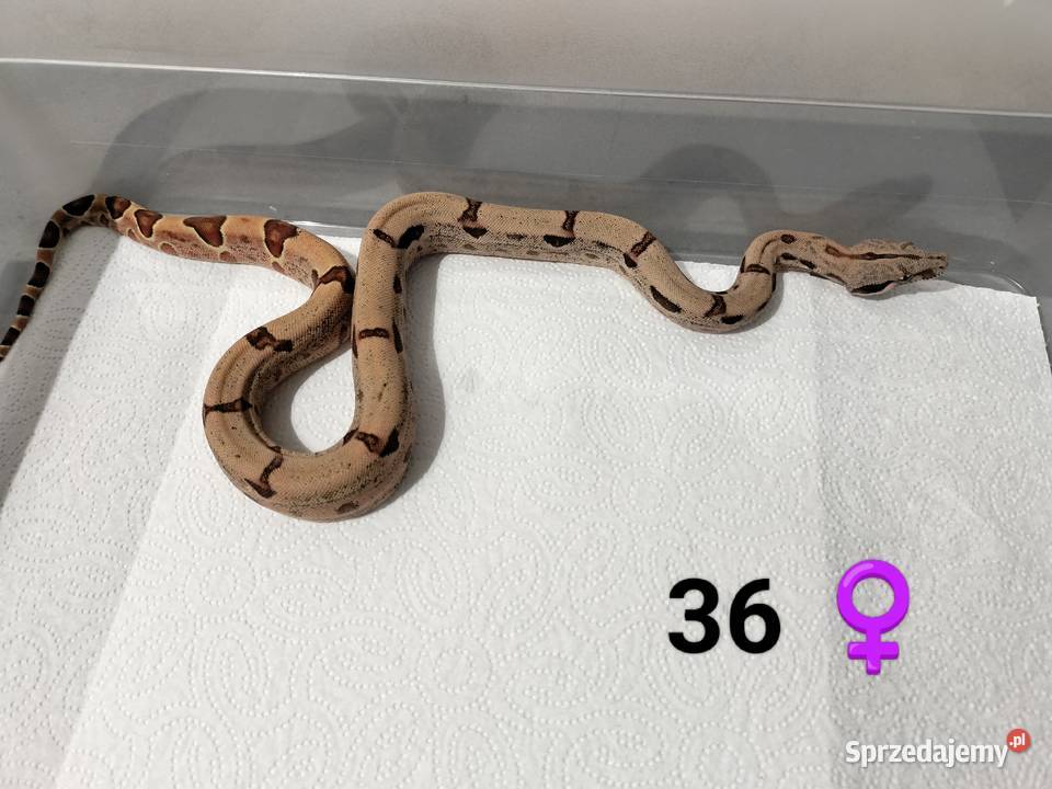 Młode boa cesarskie cb26 Gady i płazy sprzedam