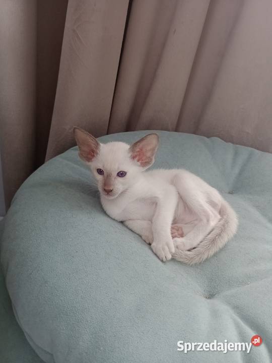 Kotka syjamska orientalna rodowód FPL Pozostałe Koty Skopanie