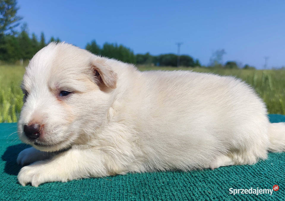 Border Collie Pies maści EERED dokumenty hod Pozostałe Iwonicz sprzedam