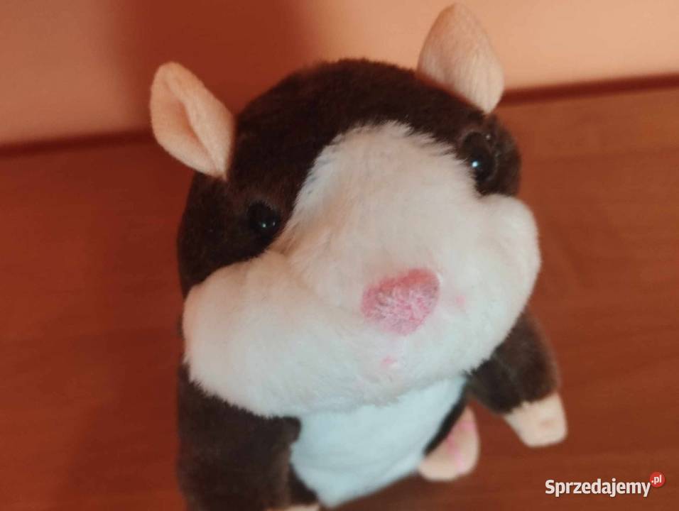 Interaktywny chomik Warszawa