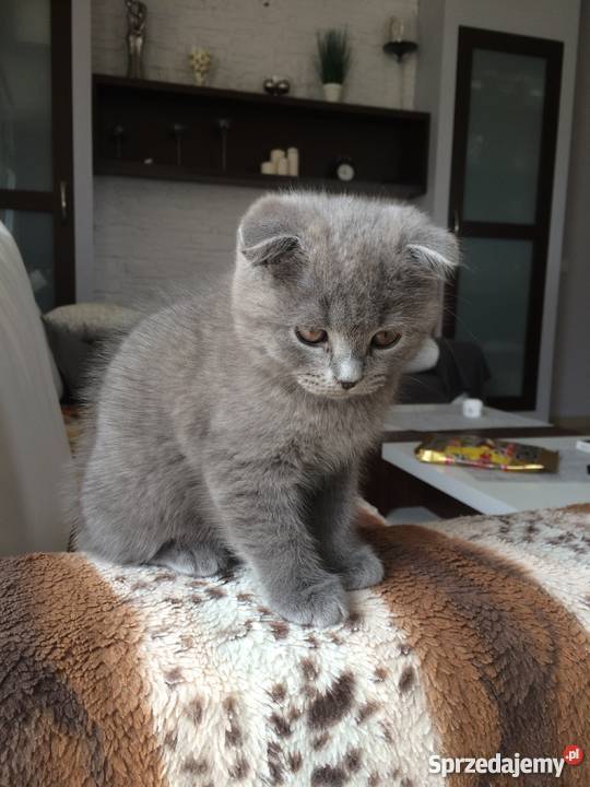 Kocięta brytyjskie zwisłouche nowy miot Gdańsk