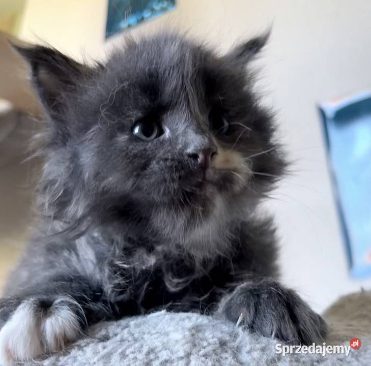 Maine Coon Kocięta importach Wińsko