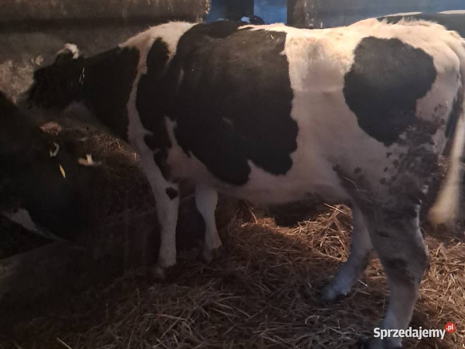 Sprzedam jałówki cielne Pępowo