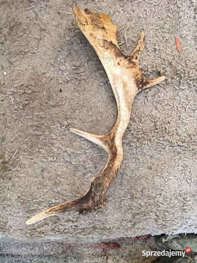 Sprzedam rug kujawsko-pomorskie Wąbrzeźno