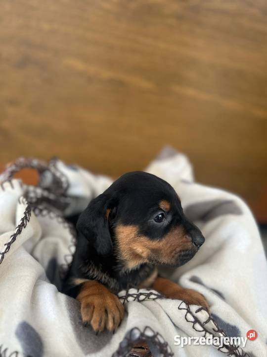 Szczeniaki gończy polski Limanowa