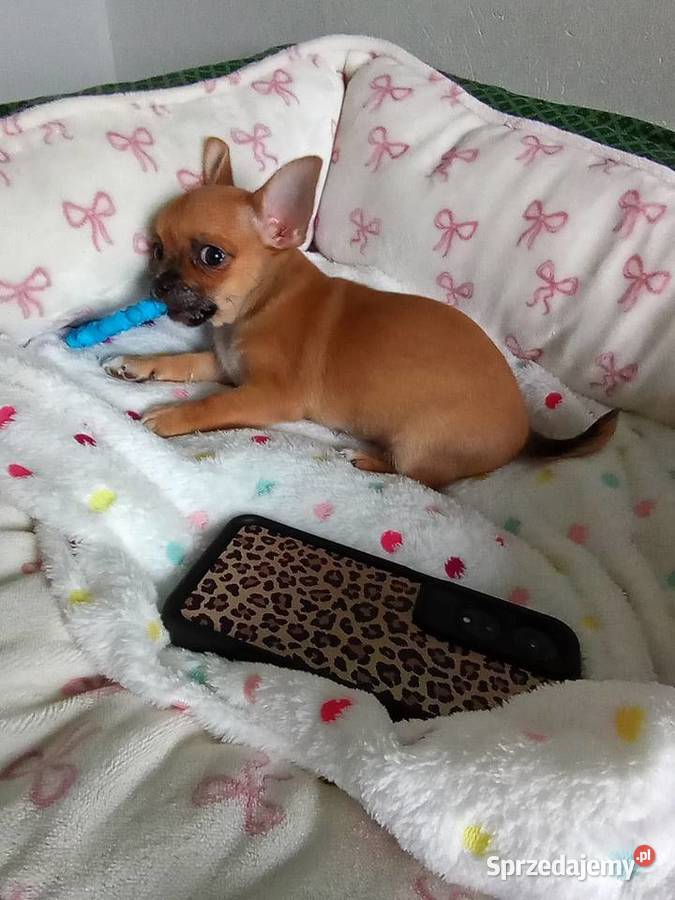 Biszkoptowa chihuahua Konin sprzedam