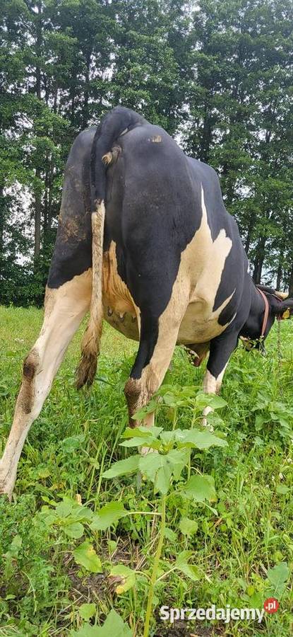 Sprzedam jałówke wysoko cielna Wojcieszków