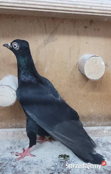 Gołębie Wiedeńskie lotne Ptaki Skierniewice