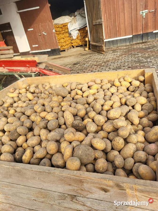 Ziemniaki odpadowe Cieszkowy sprzedam