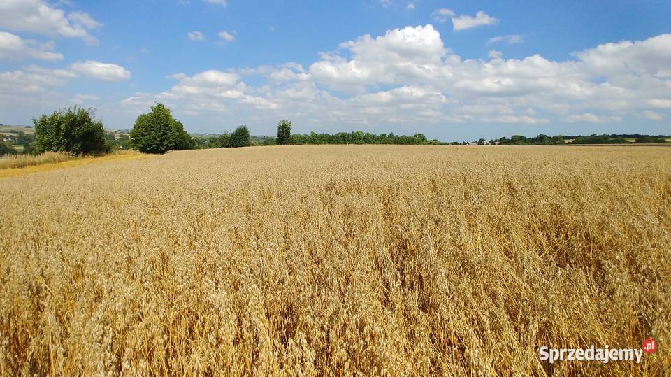 Owies jary Bingo Niegardów