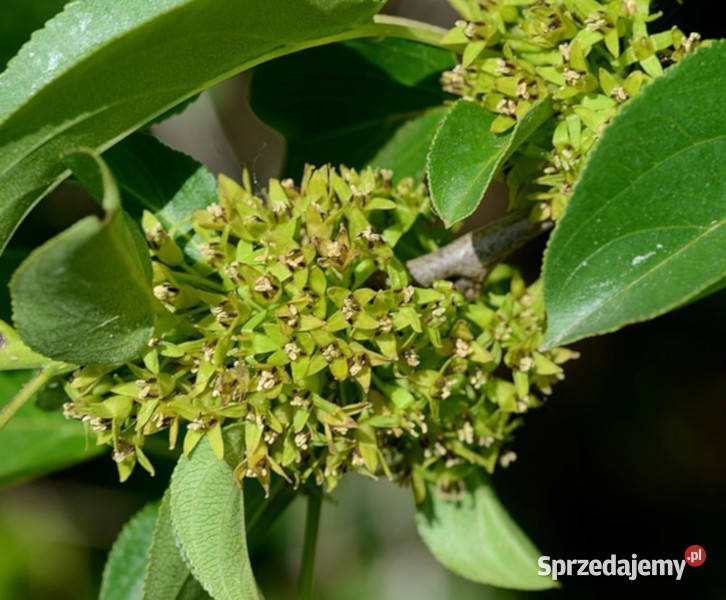 SZAKŁAK POSPOLITY Rhamnus catharticus NASIONA Nasiona