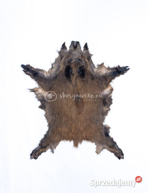 Dzik dekoracyjny skóra z dzika na podłogę skóra sprzedam