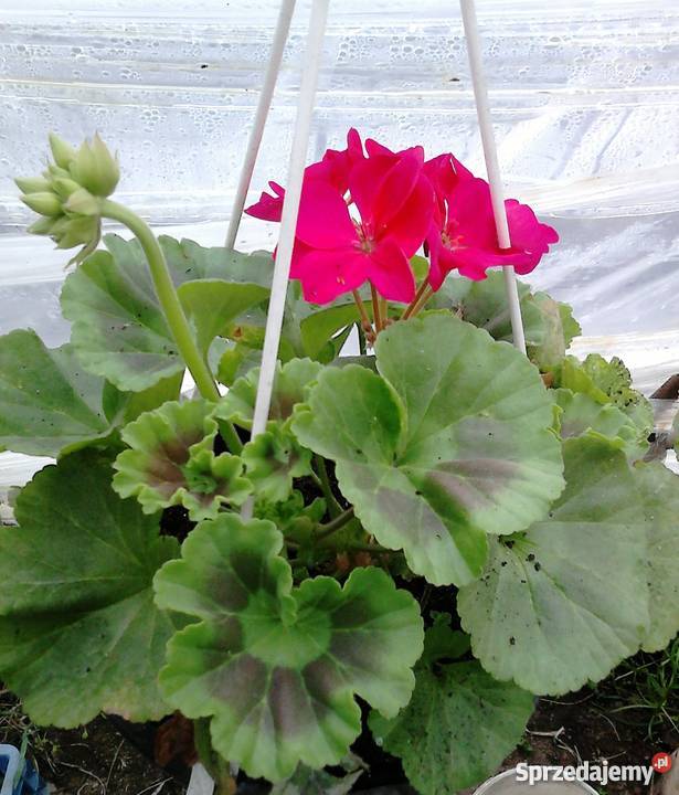 Kwiaty doniczkowe i ogrodowe Czernichów