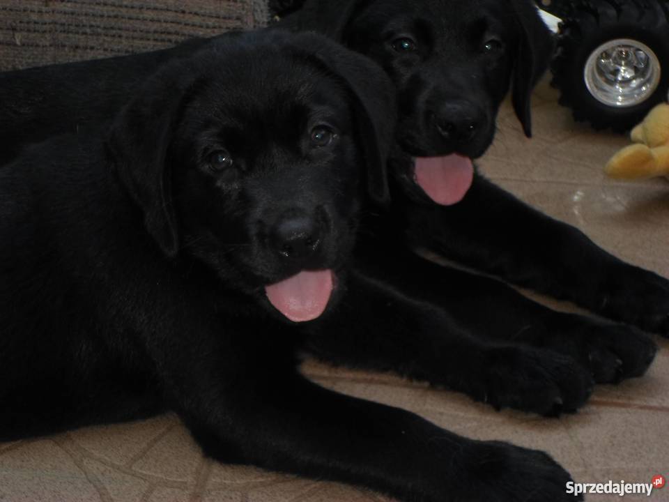 SZCZENIAK LABRADORODDAM podkarpackie Przemyśl