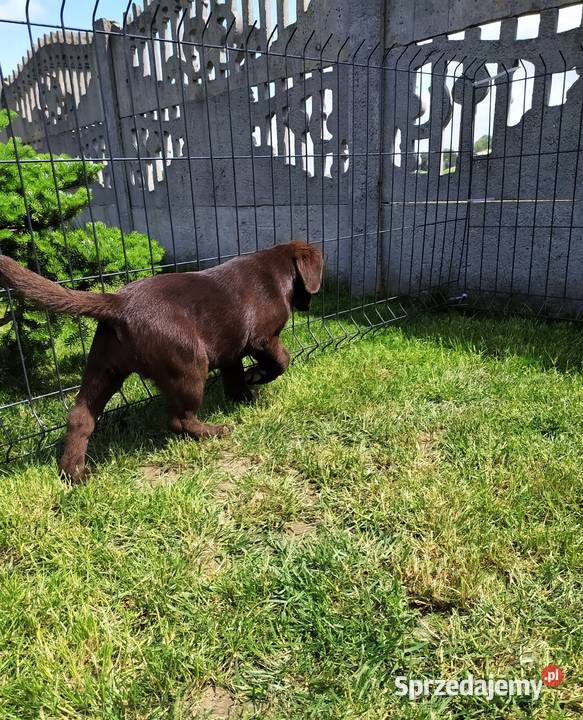 Suczka labradora Piątek