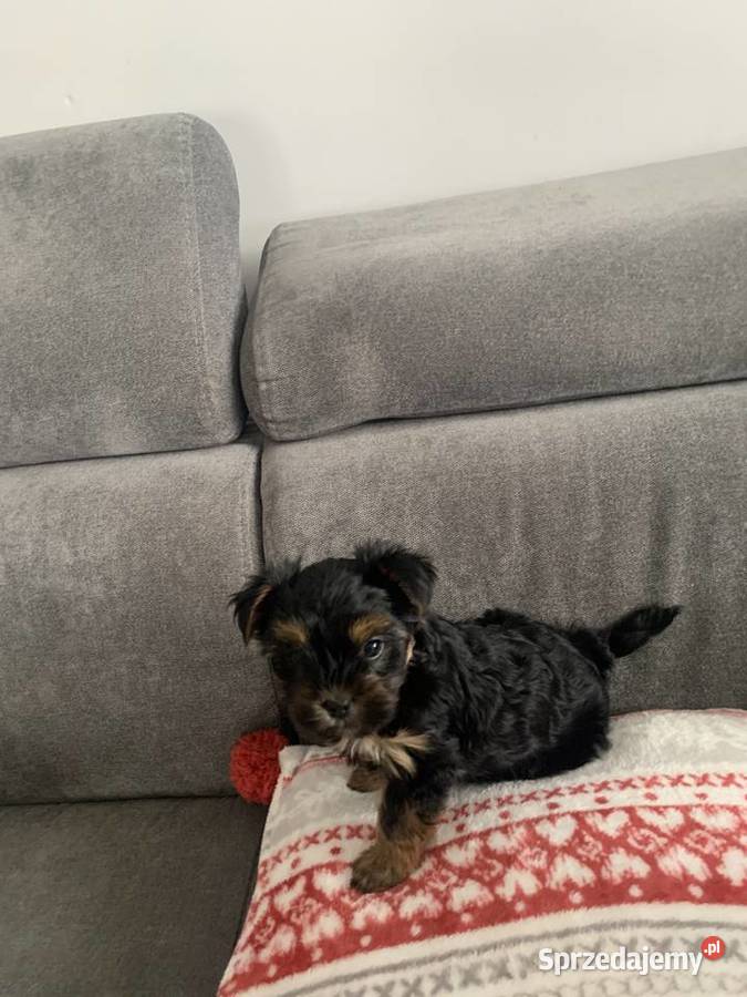 York miniaturka na sprzedanie Łukta sprzedam