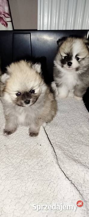 Szpic miniaturowy Bydgoszcz