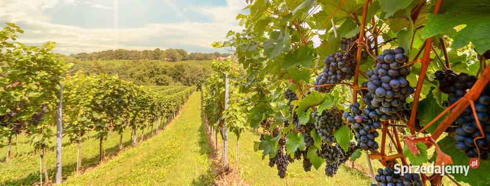 Włochy Wycieczka objazdowa Buongiorno Firenze Chorzów