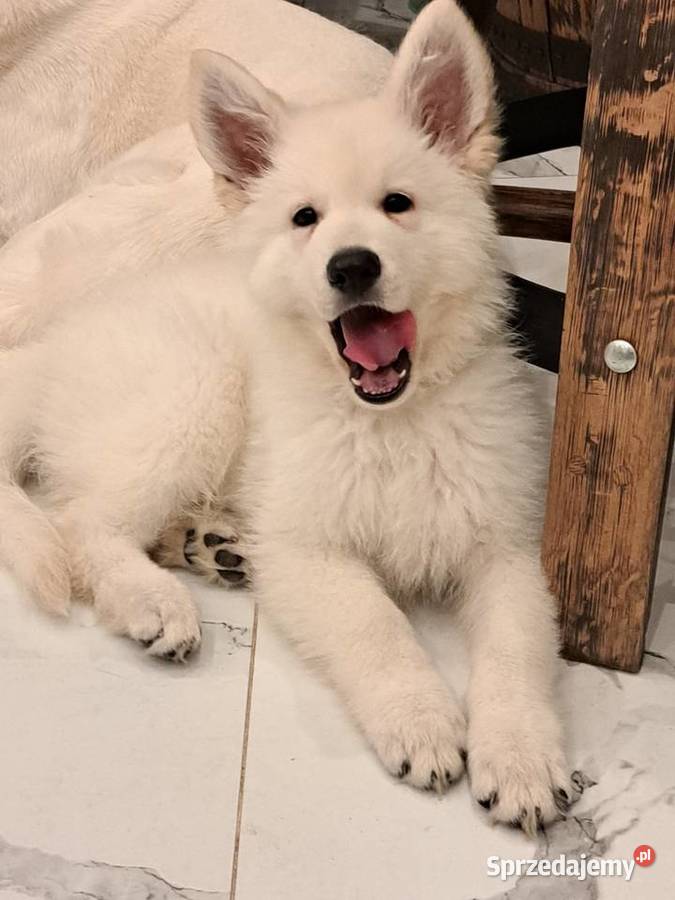 Bialy Owczarek Szwajcarski FCI ZWOLNILY się