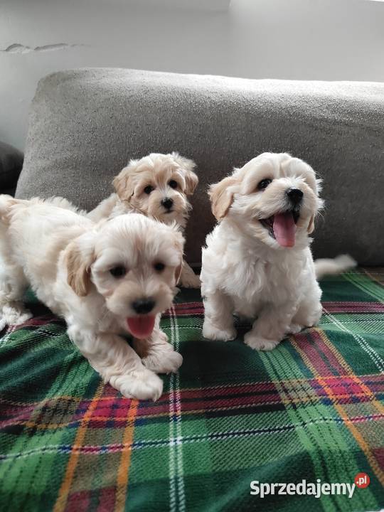 Maltipoo F1 Dobre Miasto