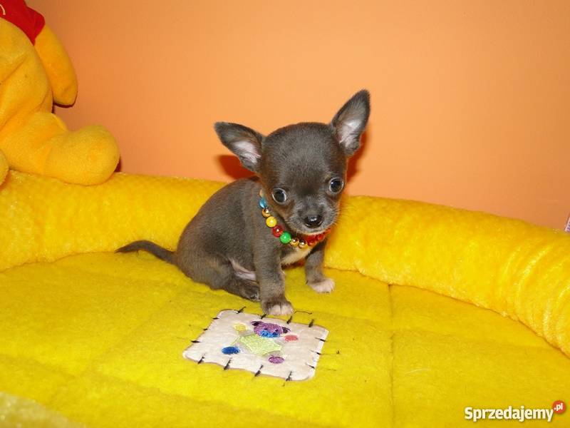 Chihuahua niebieski blue śliczny malutki piesek