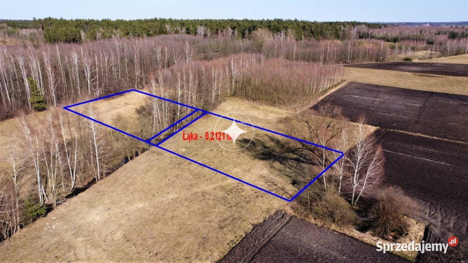 Łąka i las w Cieleśnicy Cieleśnica