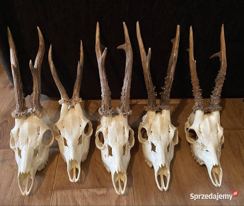 Koziołki Porostki Poroże Pozostałe warmińsko-mazurskie Bisztynek sprzedam