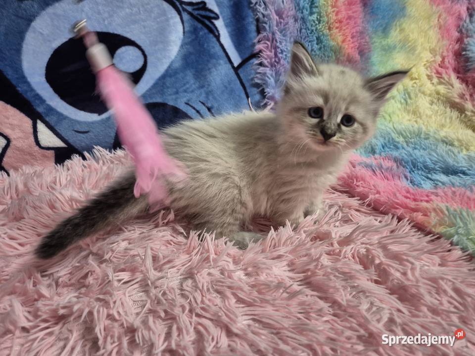 KOCUREK Neva Masquerade rodowód FPL Syberyjski Stary Broniszew