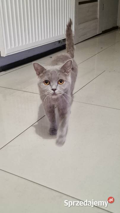 Kotka brytyjskiego Brytyjski Bydgoszcz sprzedam