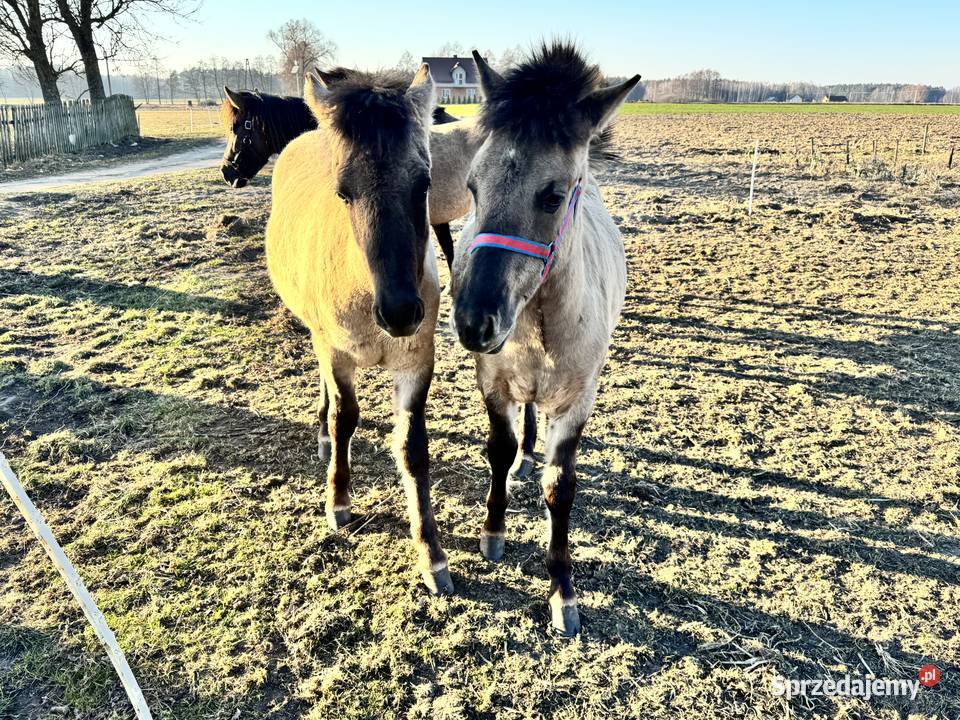 Konik Polski ogier źrebak odsadek