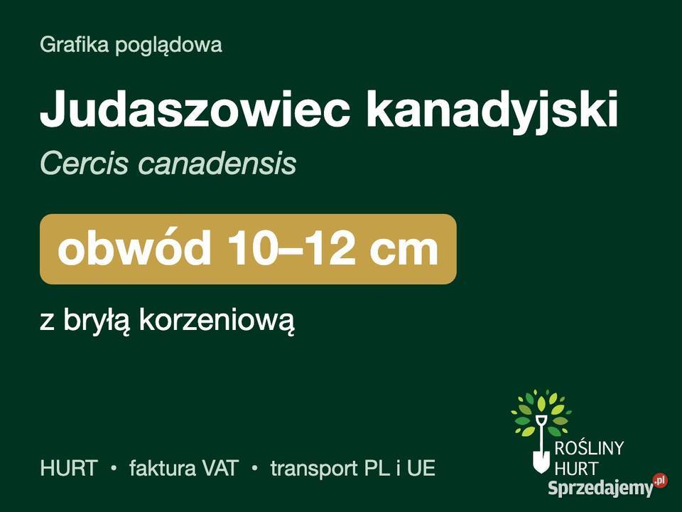 Judaszowiec kanadyjski obwód 1012 z bryłą HURT