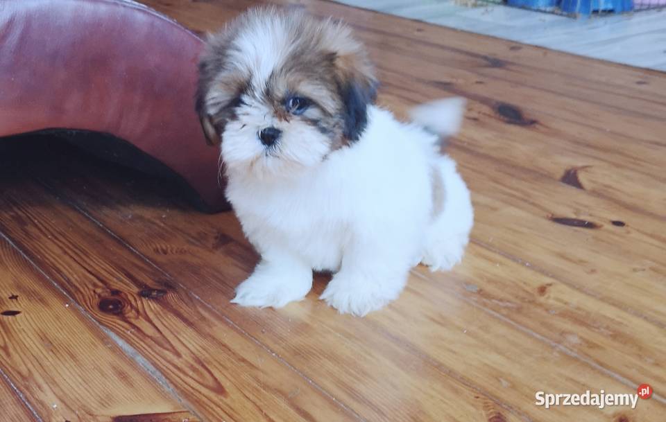 Śliczny PIESEK rasy Shih tzu piękny szczeniaczek zachodniopomorskie Szczecinek sprzedam