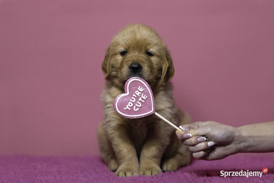Golden retriever zlote szczenięta wiosna 2024 śląskie