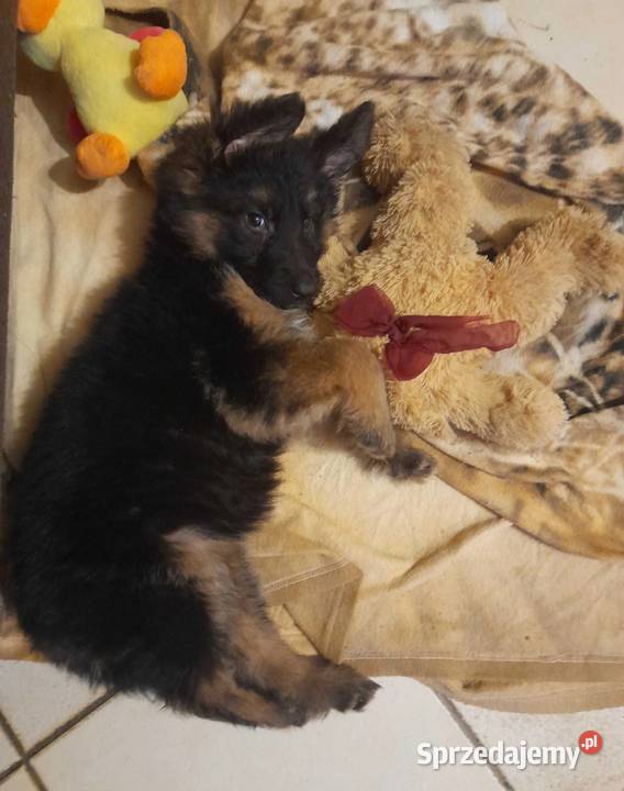 Szczeniaczki Rasy Owczarek Niemiecki długowłosy opolskie Niemodlin