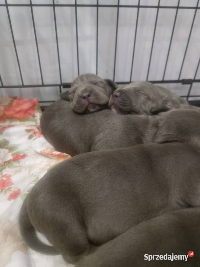 American Staffordshire Terrier