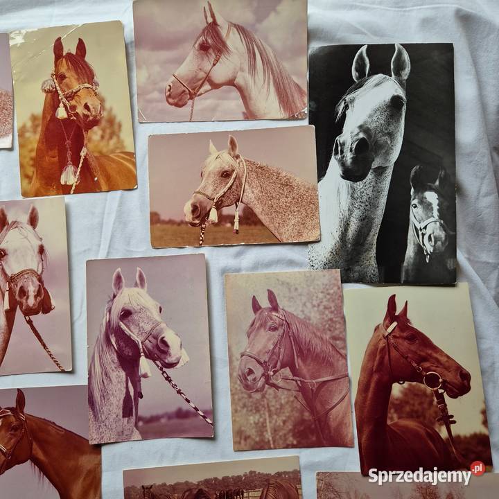 Kartki pocztowe 29 PRL Konie Arabskie Janów Brzesko sprzedam