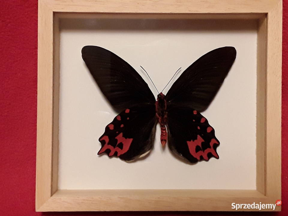Motyl wramce 16x14 Atrophaneura semperi 110 mm Pozostałe zachodniopomorskie Szczecin