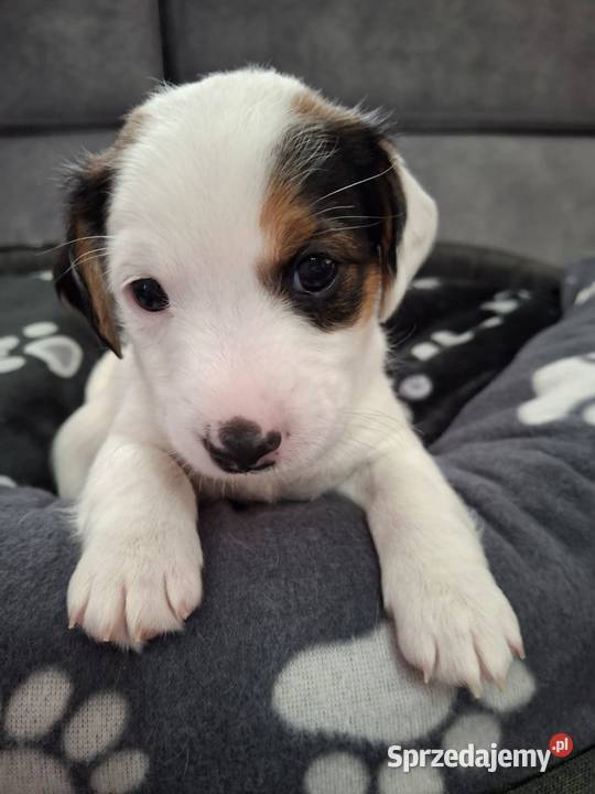 Jack Russell Terrier Łuków