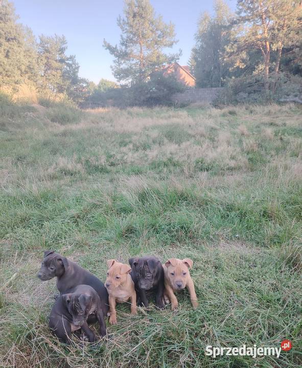 Amerykański Pitbullterrier szczeniaki Bolesławiec