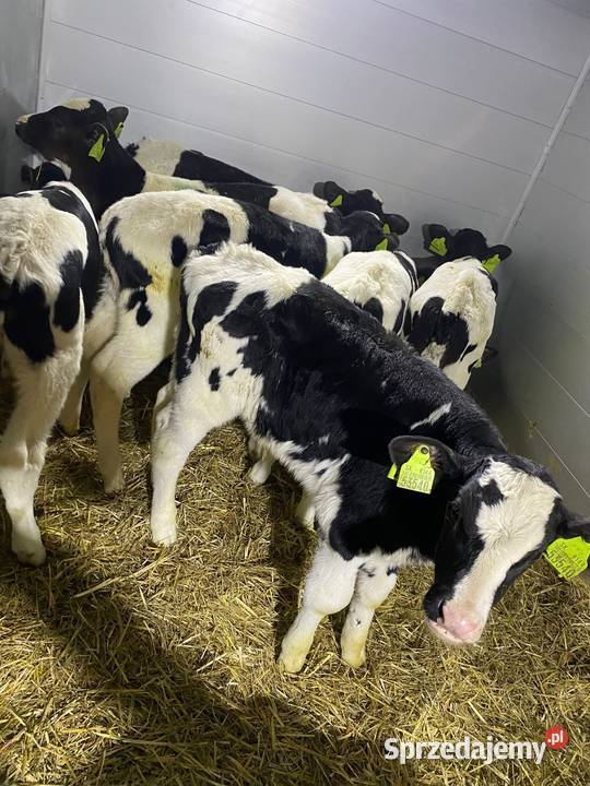 Jaloszki byczki sprzedam Janowice